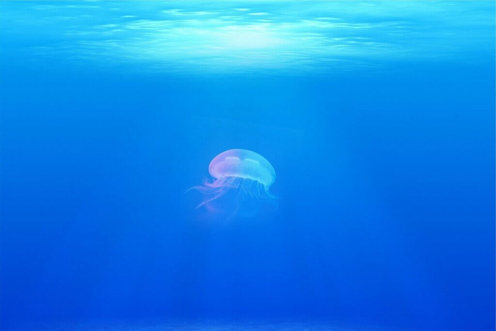 jellyfish, animal, underwater, sea jelly, cnidaria, marine life, sea life, ocean life, nature, aquatic animals, wildlife, fauna, sea, ocean